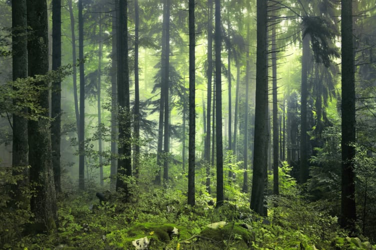 Papier peint Feuilles mouillées dans la jungle nr. u93616 – magasin en ligne