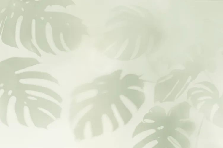 Salbei Grn Monstera Blatt Schatten Fototapete - Hovia