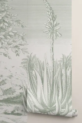 agave quadricolor AGAVE QUADRICOLOUR – Honeysuckle Garden main image 0