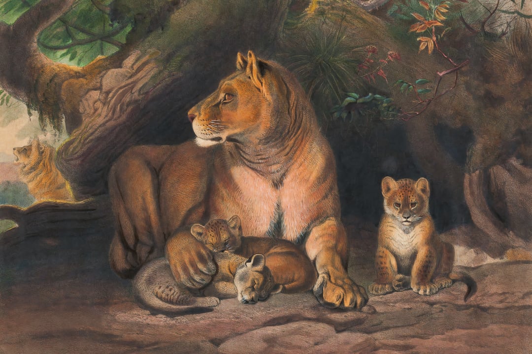 Mural de papel pintado a mano con leones y cachorros de Panthera, por Joseph Wolf