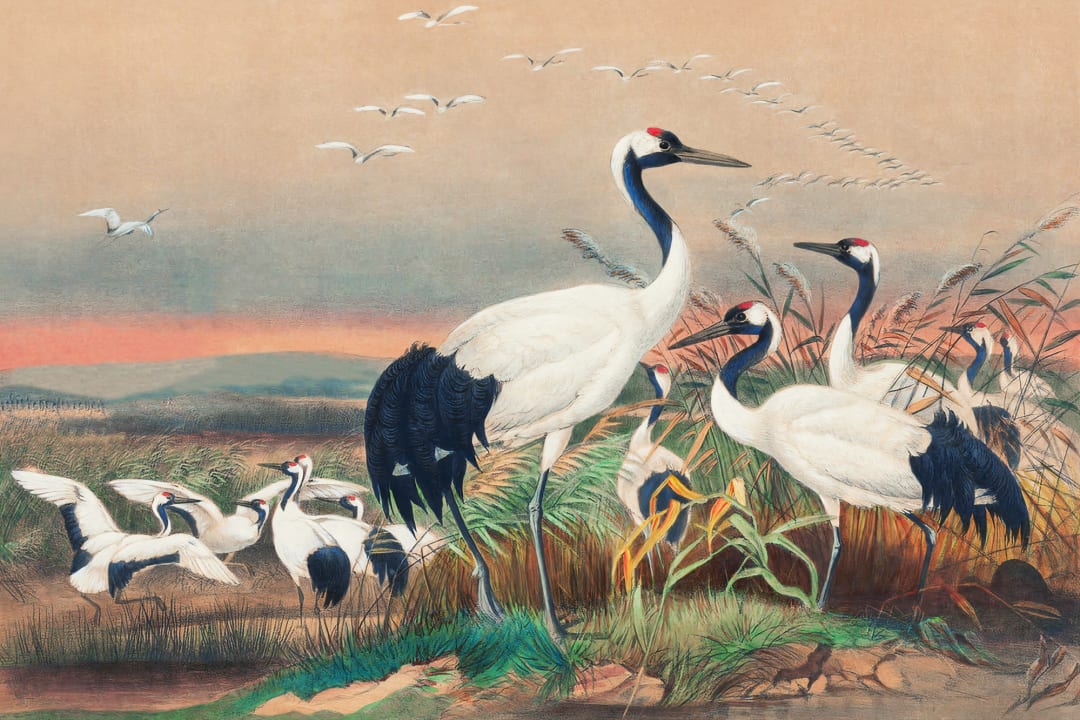 Hand-Painted Cranes in Wetlands Wall Mural by Joseph Wolf