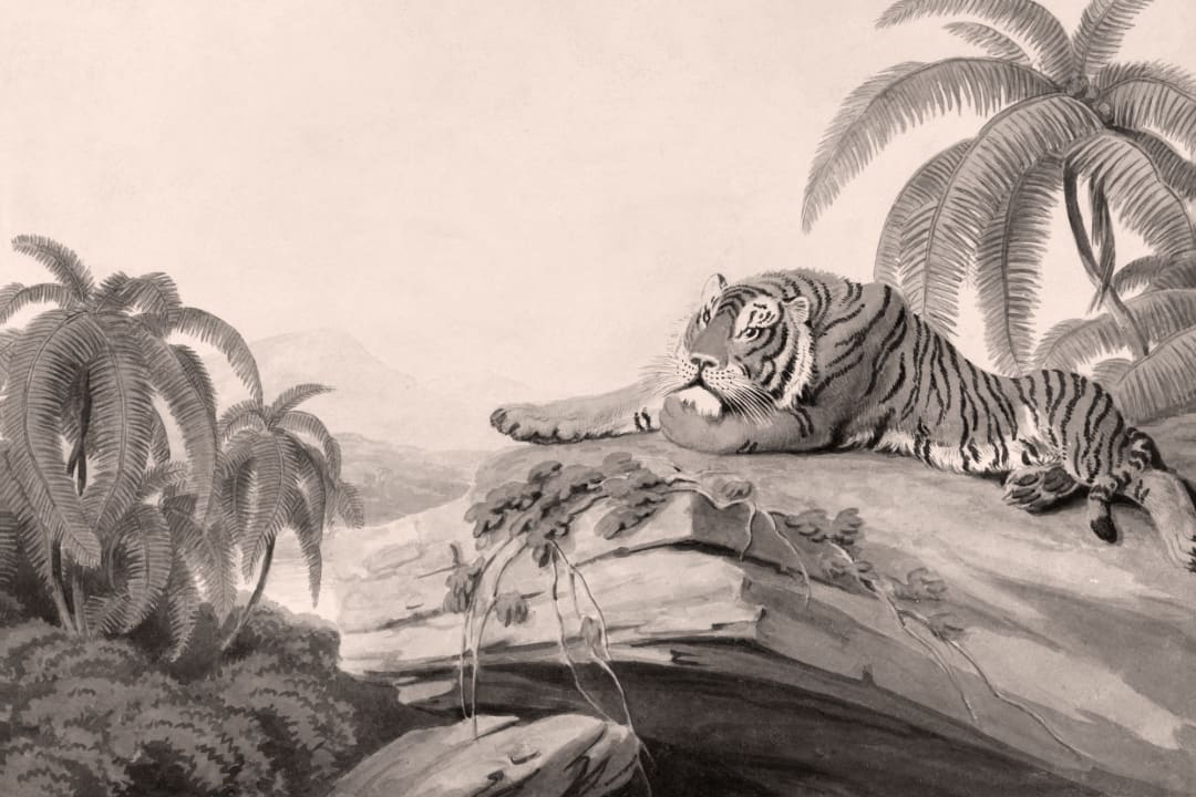 Grey Illustrated Tropical Landscape Tiger Mural