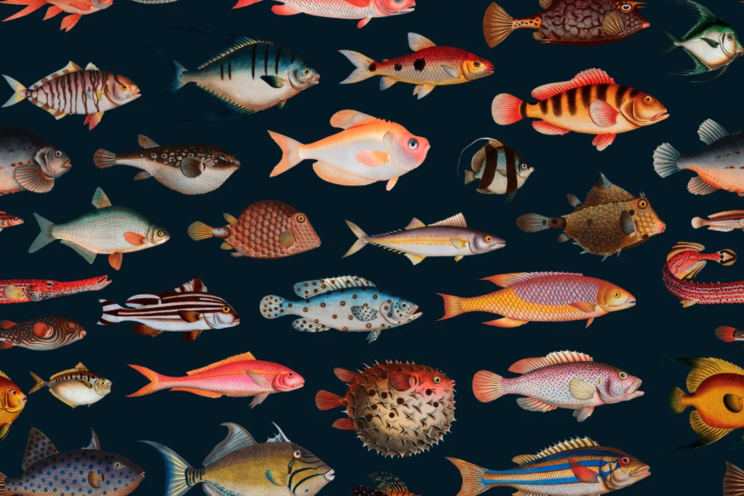 Colorful Fish Curiosities Pattern Wallpaper Mural
