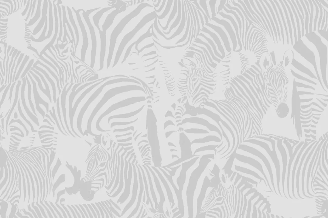 Gray Zebra Animal Modern Repeat Pattern Wallpaper