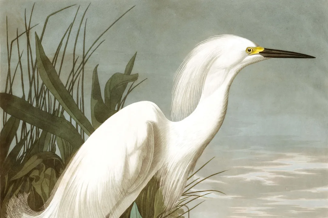 Snowy Heron Wallpaper Mural