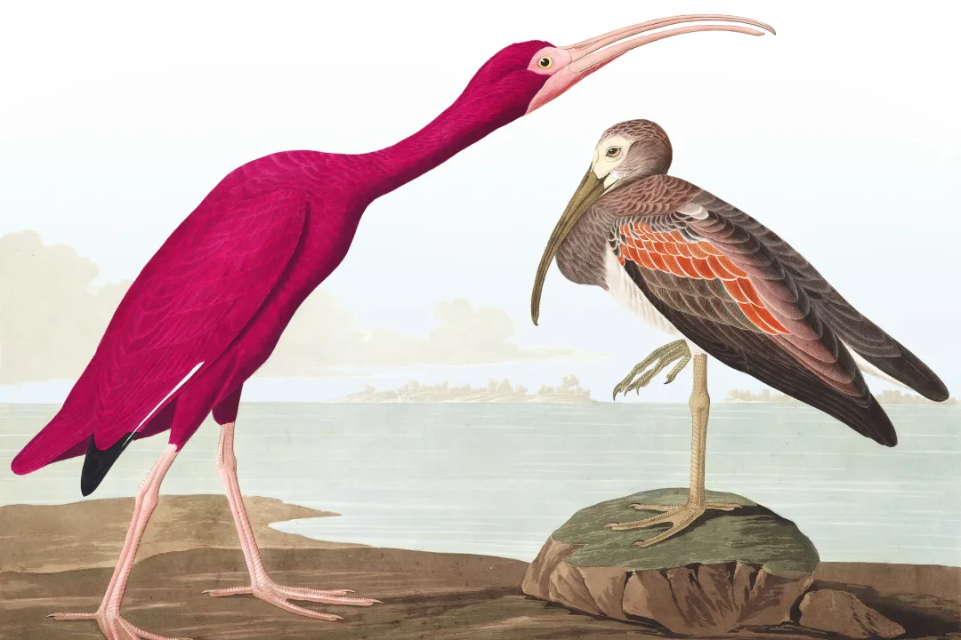 Scarlet Ibis fototapet