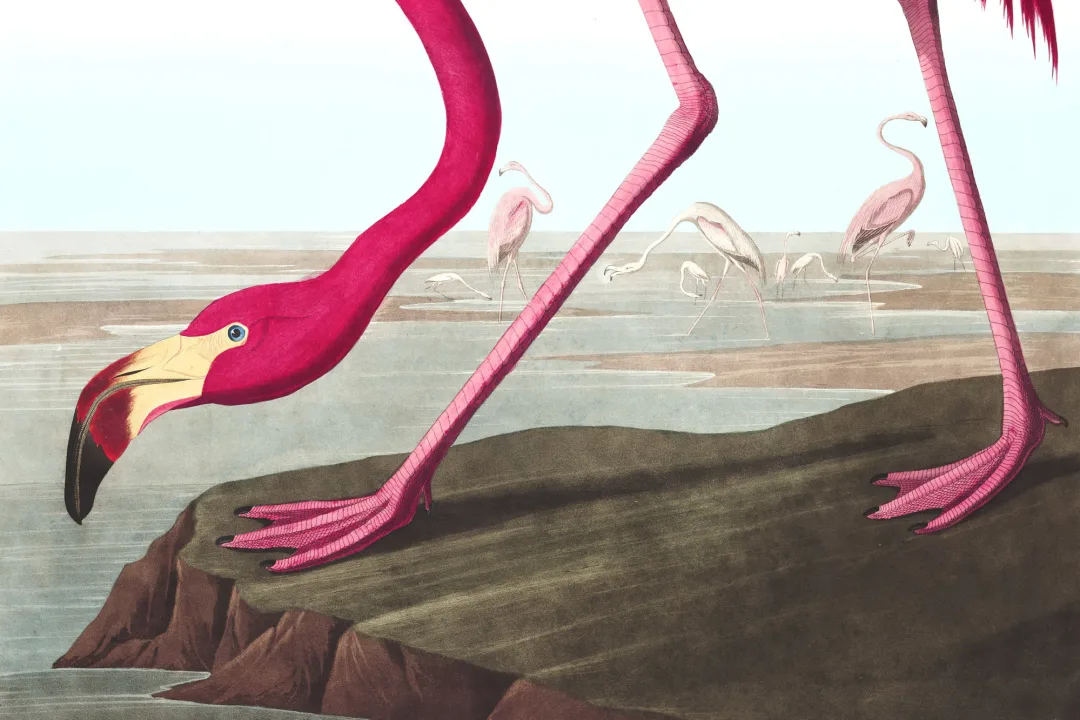 Pink Flamingo by J.J. Audubon Wallpaper Mural