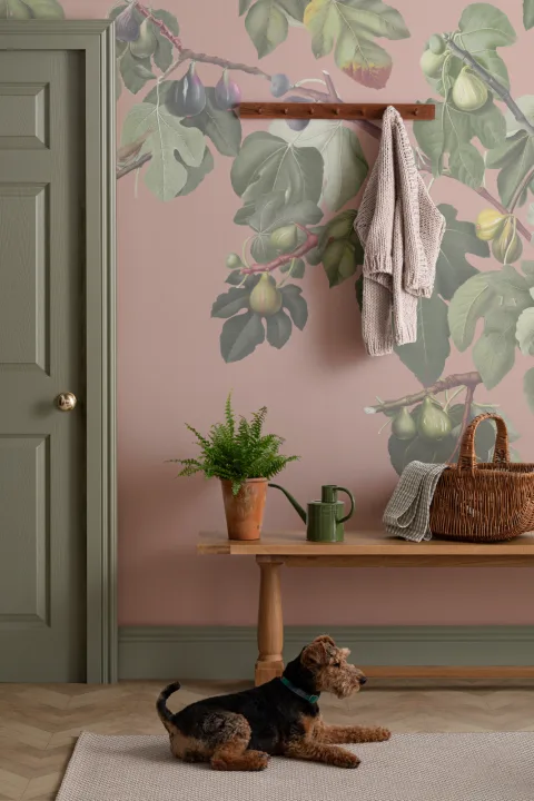 Carta da parati con illustrazione botanica di fico vintage su sfondo rosa