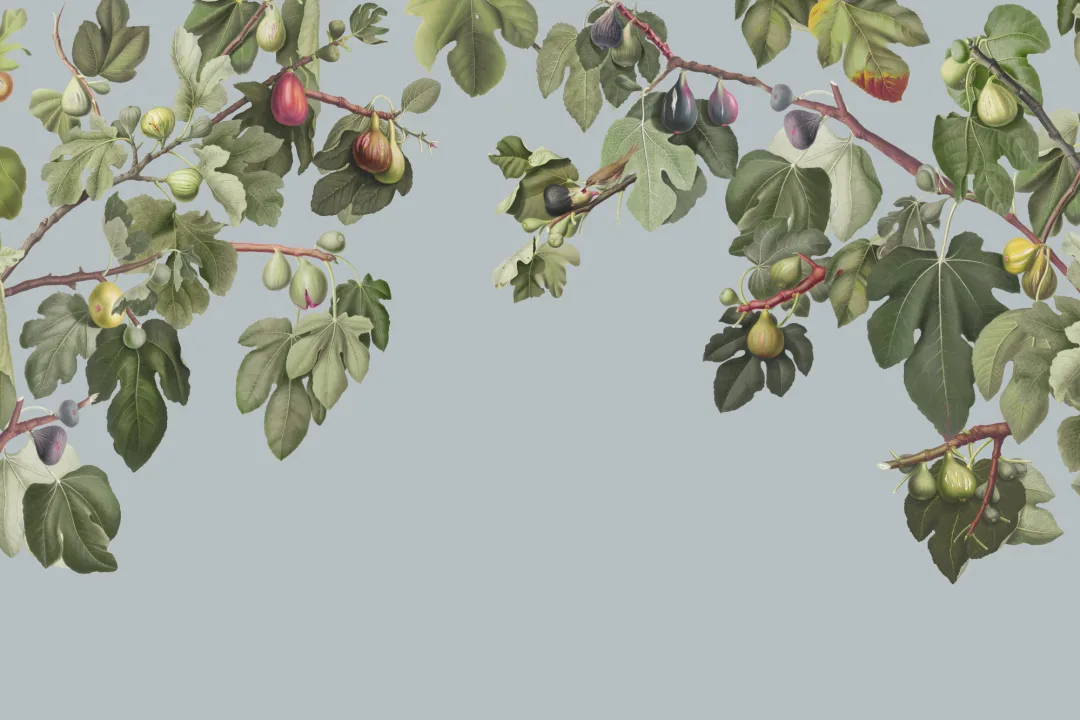 Vintage Fig Plant Botanical Illustration Wall Mural on Blue Background