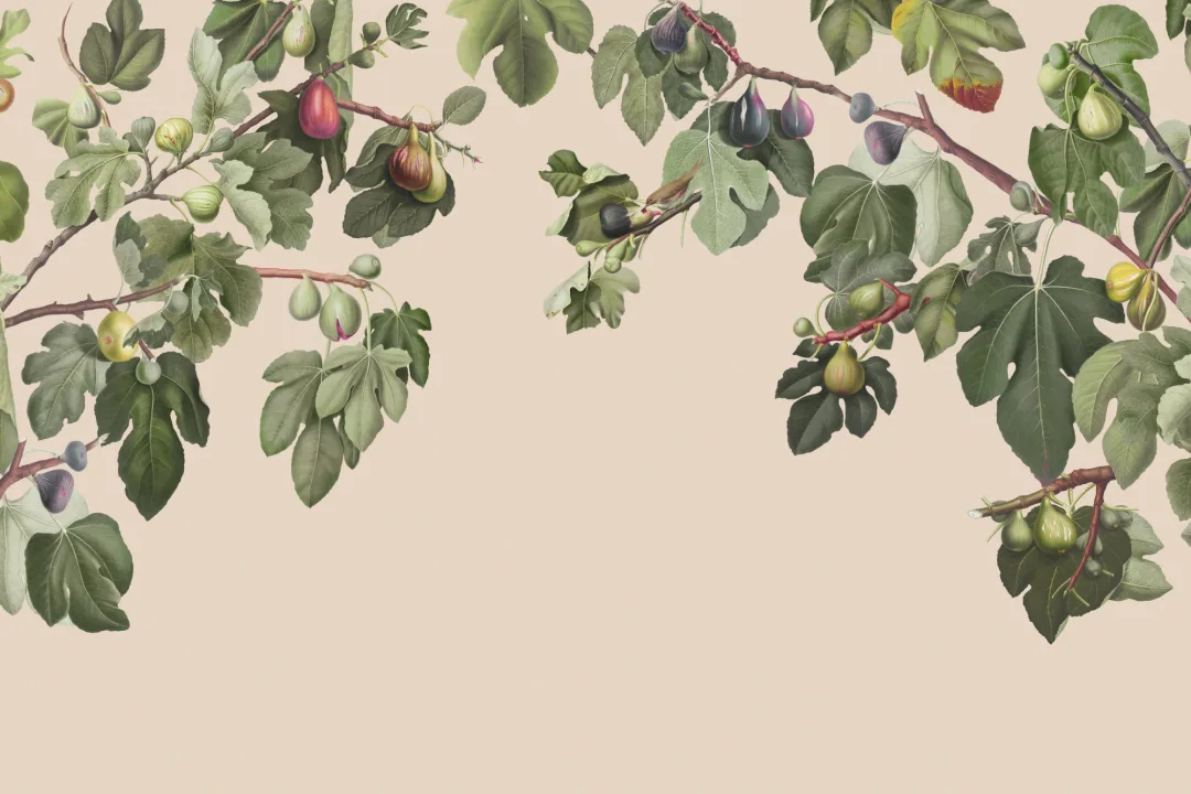 Vintage Fig Plant Botanical Illustration Wall Mural on Neutral Beige Background
