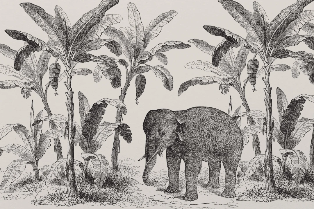 Mural Papel Pintado Explorador Vintage con Elefante Africano de Sabana
