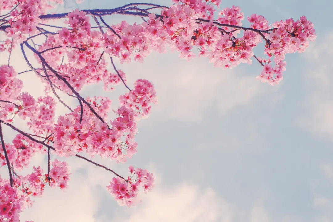 Beautiful Cherry Blossom Branch Wallpaper Mural
