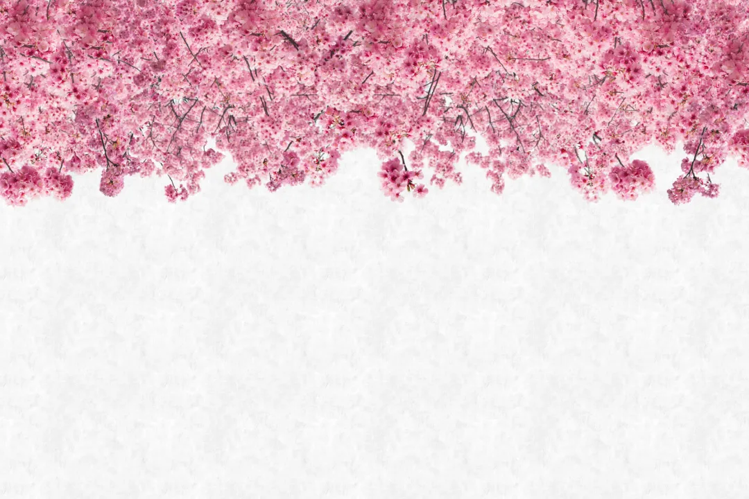 Rosa Sakura Cherry Blossom Fototapet
