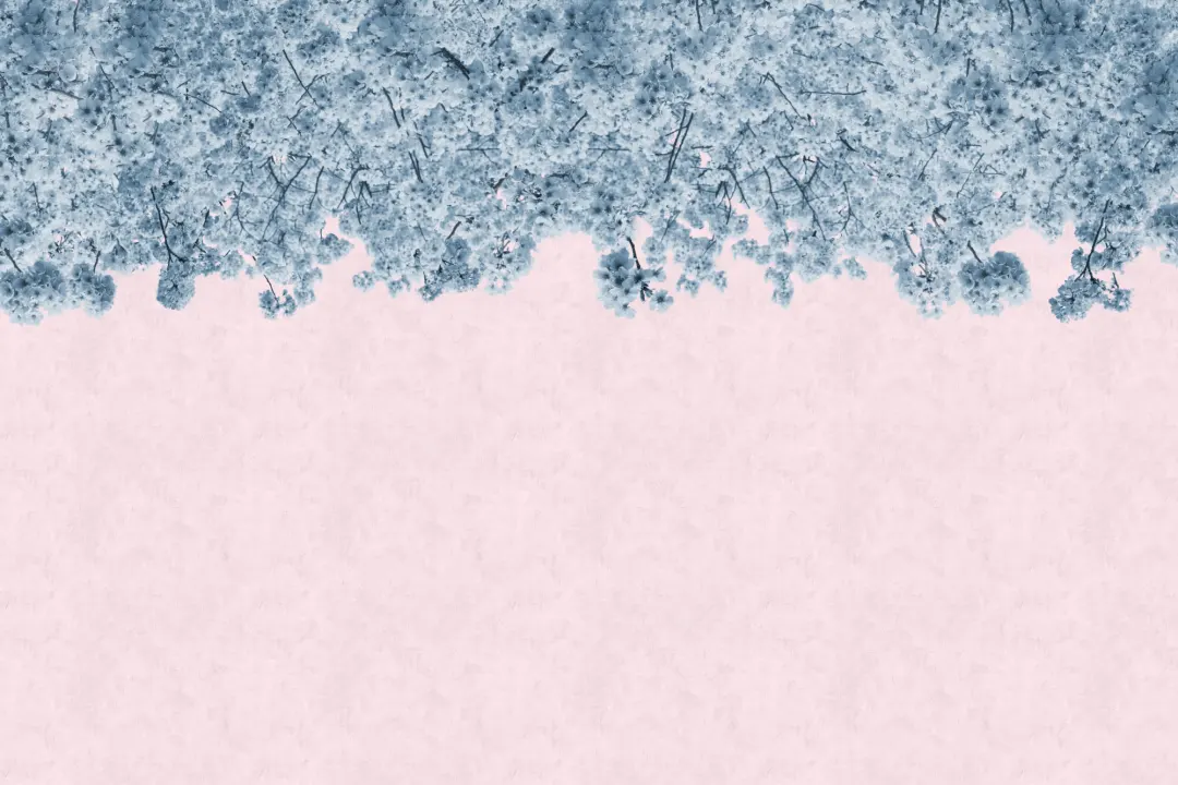 Blue & Pink Sakura Cherry Blossom Tree Wallpaper Mural
