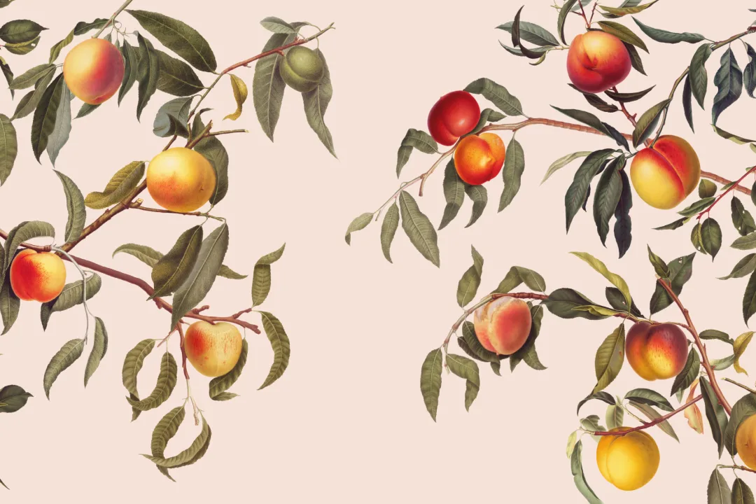 Vintage Neutral Botanical Peach Tree Wallpaper Mural