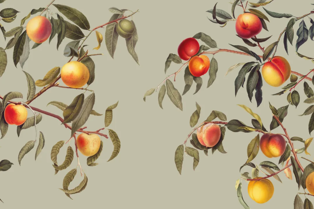 Vintage Green Botanical Peach Tree Wallpaper Mural