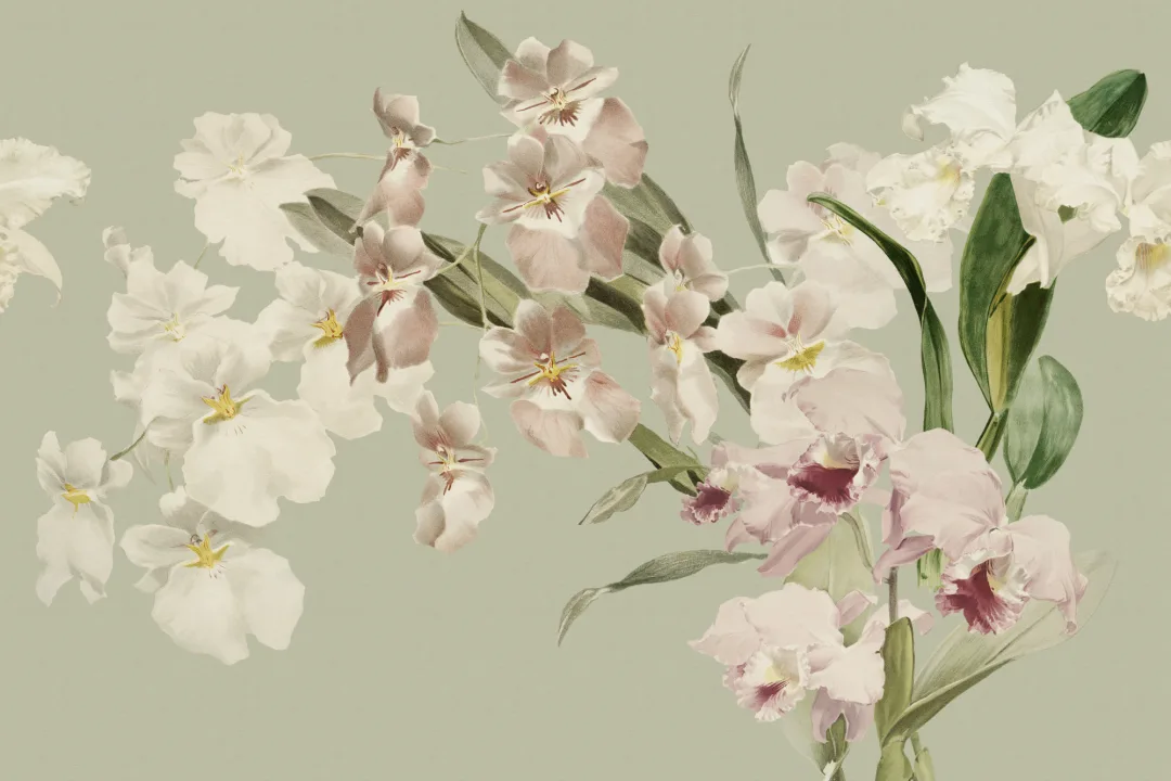 Orchid Elegance