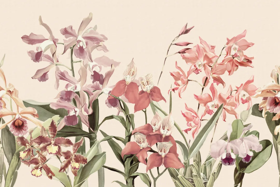 Orchid Oasis