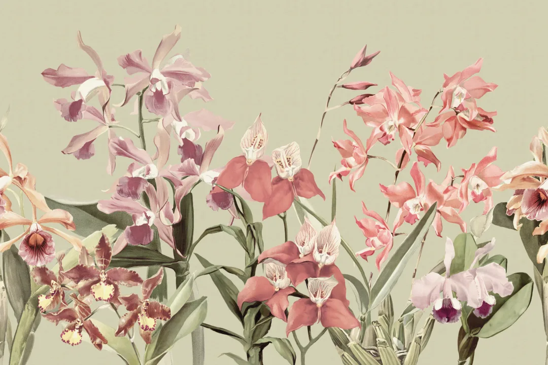 Elegant Orchids