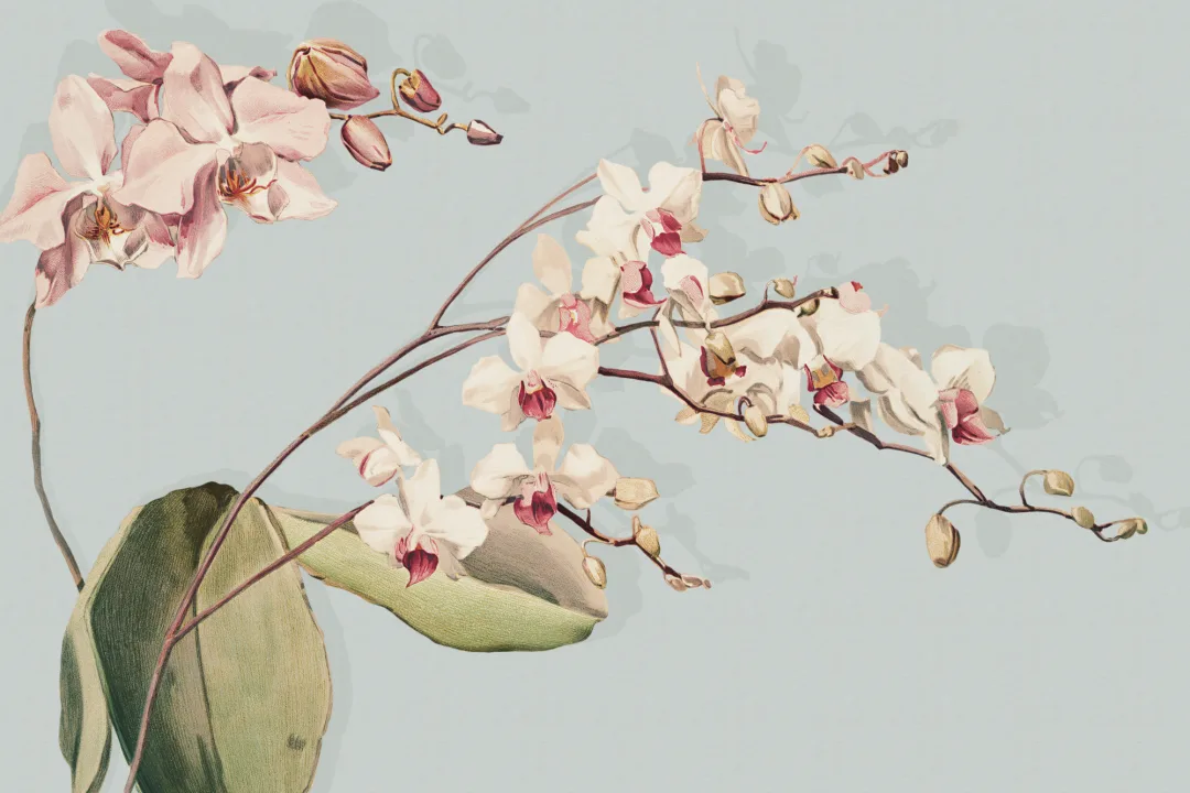 Elegancia de orquídeas botánicas azules Murales de papel pintado florales de naturaleza