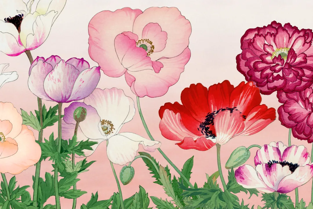 Rosa valmue japansk akvarell blomsterfototapet