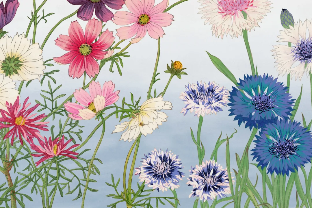 Cosmos Japanese Watercolor Floral Mural
