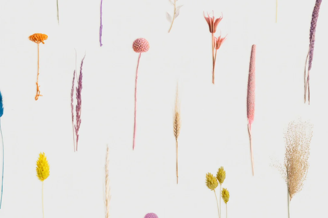 Colorful Dried Flowers Botanical Repeat Pattern Wallpaper