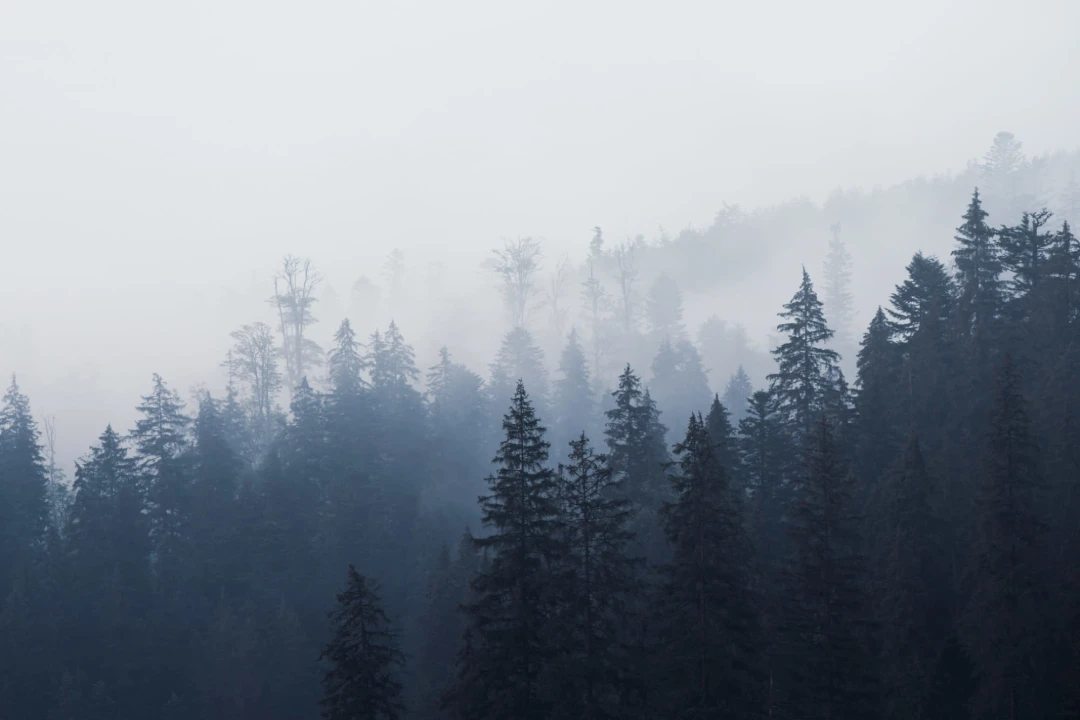 Misty Blue Ombre Forest Wallpaper Mural