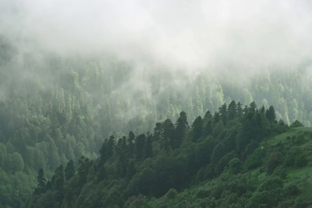 Misty Valley Forest Wallpaper Mural