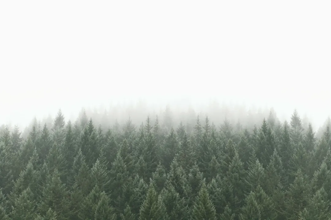 Crisp Pines Forest tapet