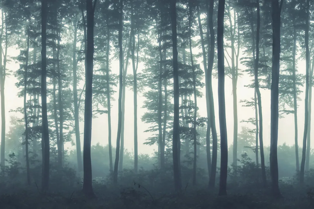 Papier Peint Panoramique Paysage Forêt Brumeuse en Vert