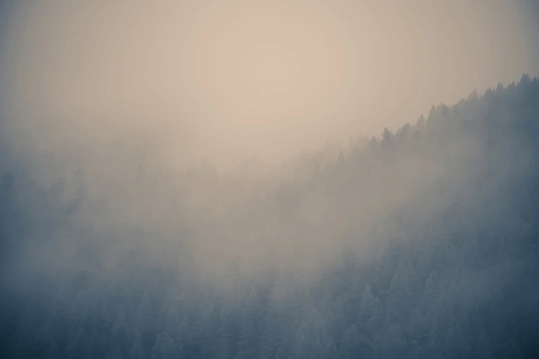 Cloudy Forest Wallpaper Mural