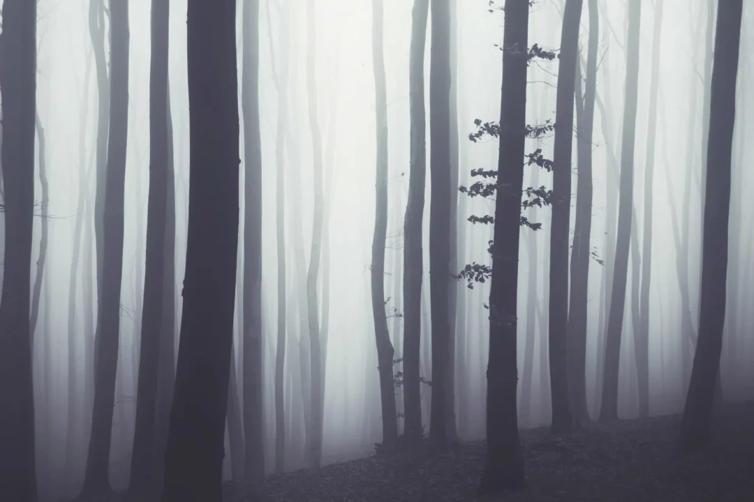 Papier Peint Panoramique Au-delà de la Forêt