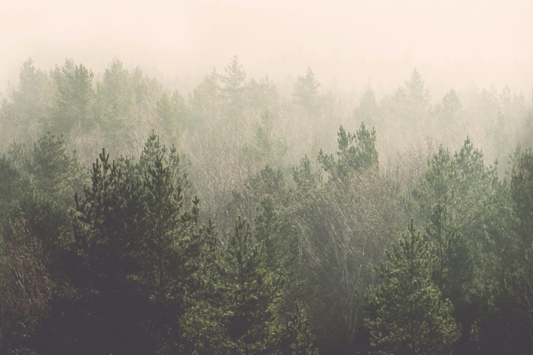 Amidst the Mist Wallpaper Mural