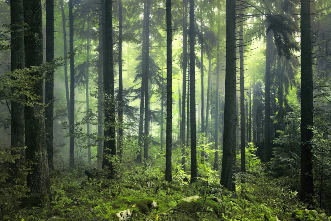 Mystisk vårskog fototapet