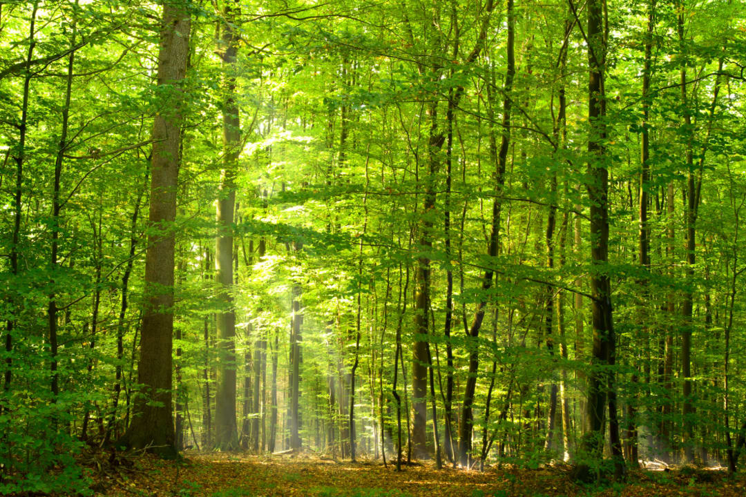 Green Light Forest Wallpaper Mural