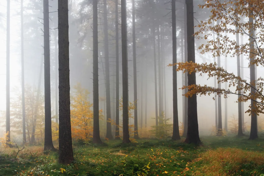 Autumn Mist Forest Wallpaper Mural