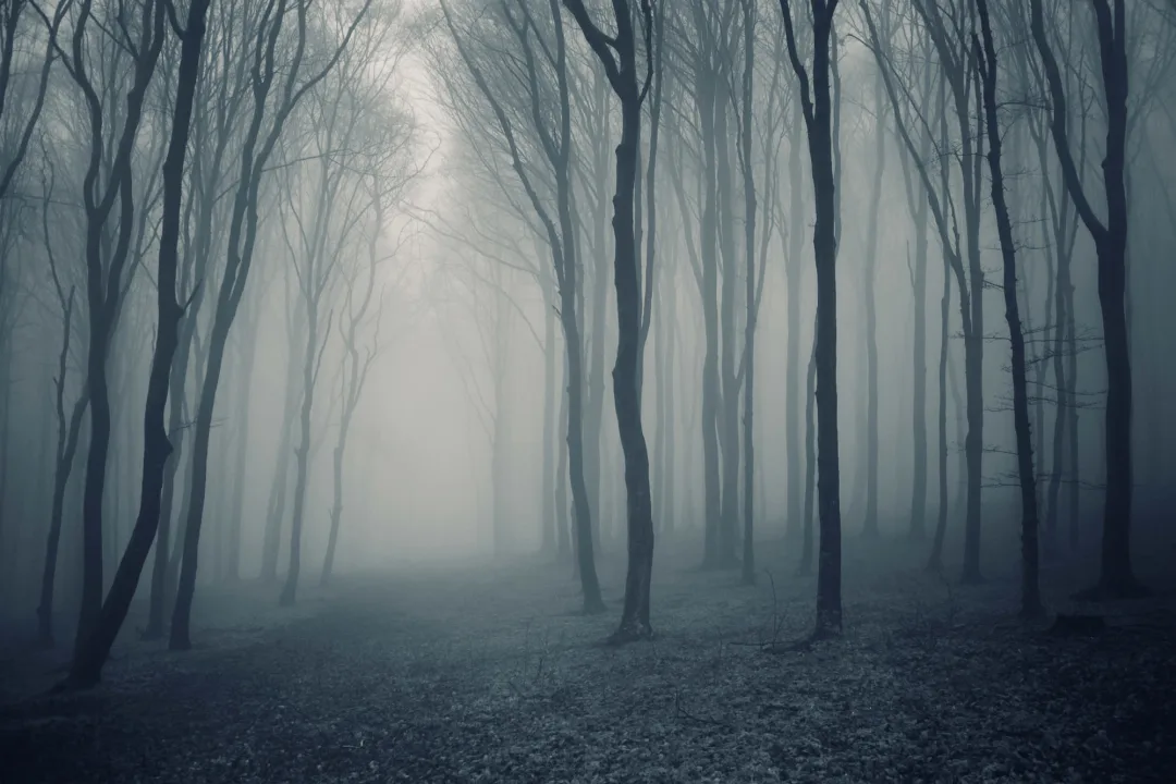 Gray Mist Forest Wallpaper Mural