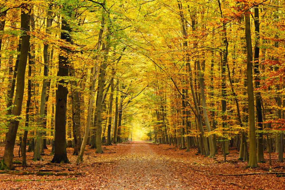 Autumn Pathway Tree Wallpaper Mural