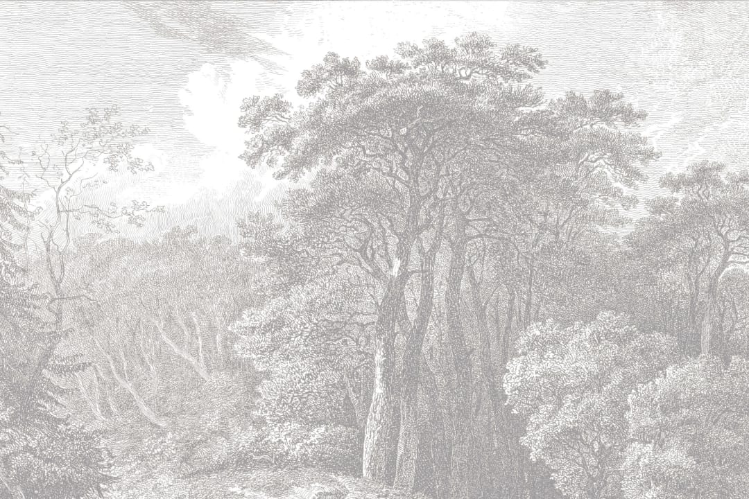 Árvore cinzenta clara Floresta Gravura Papel de parede Mural