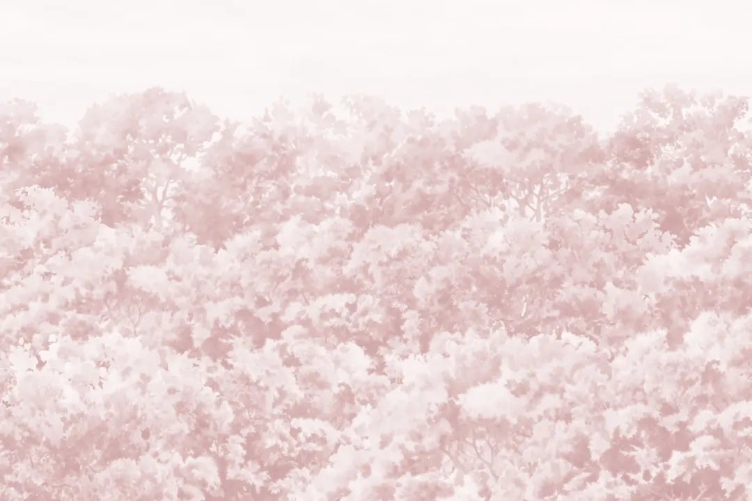 Rosa Buttonwood Trees Forest Fototapet