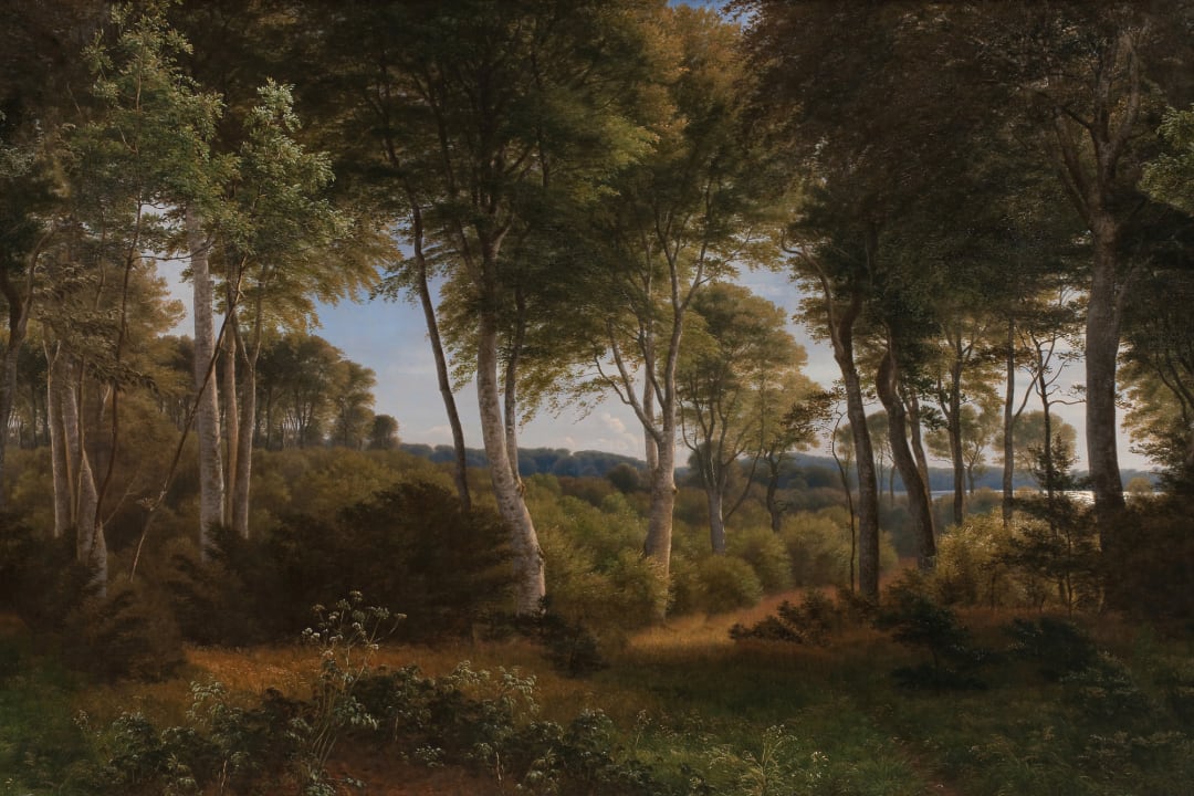 Papier Peint Panoramique du paysage de la forêt sombre