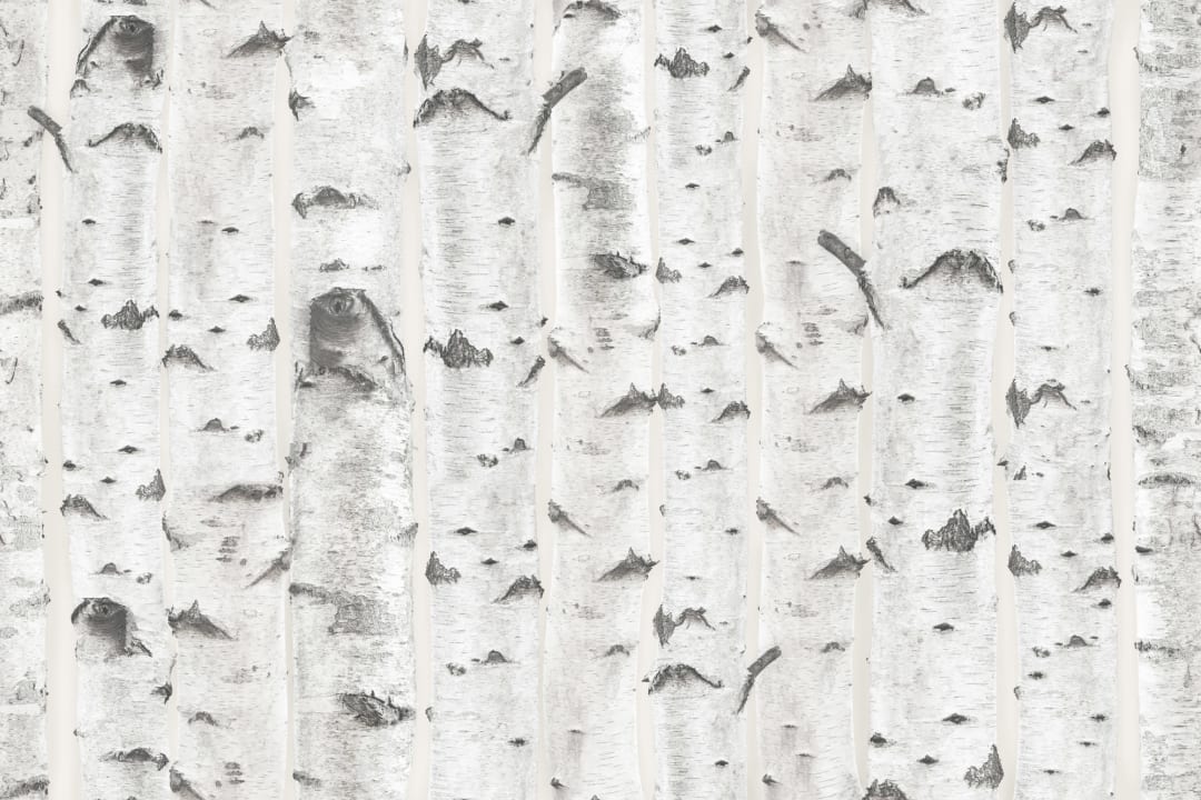 White & Cream Birch Tree Pattern Wallpaper Mural