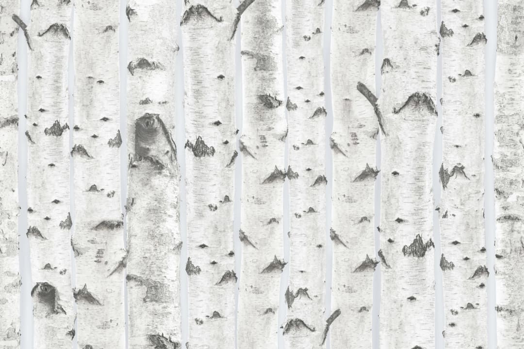White & Blue Birch Tree Pattern Wallpaper Mural