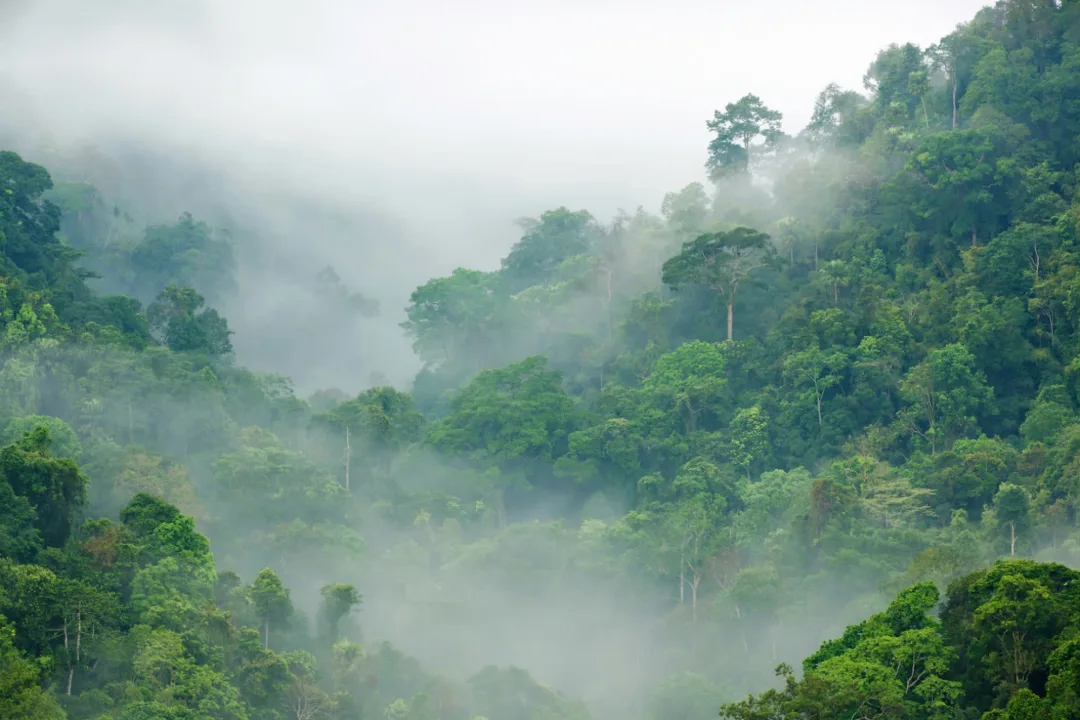 Misty Rainforest Wallpaper Mural