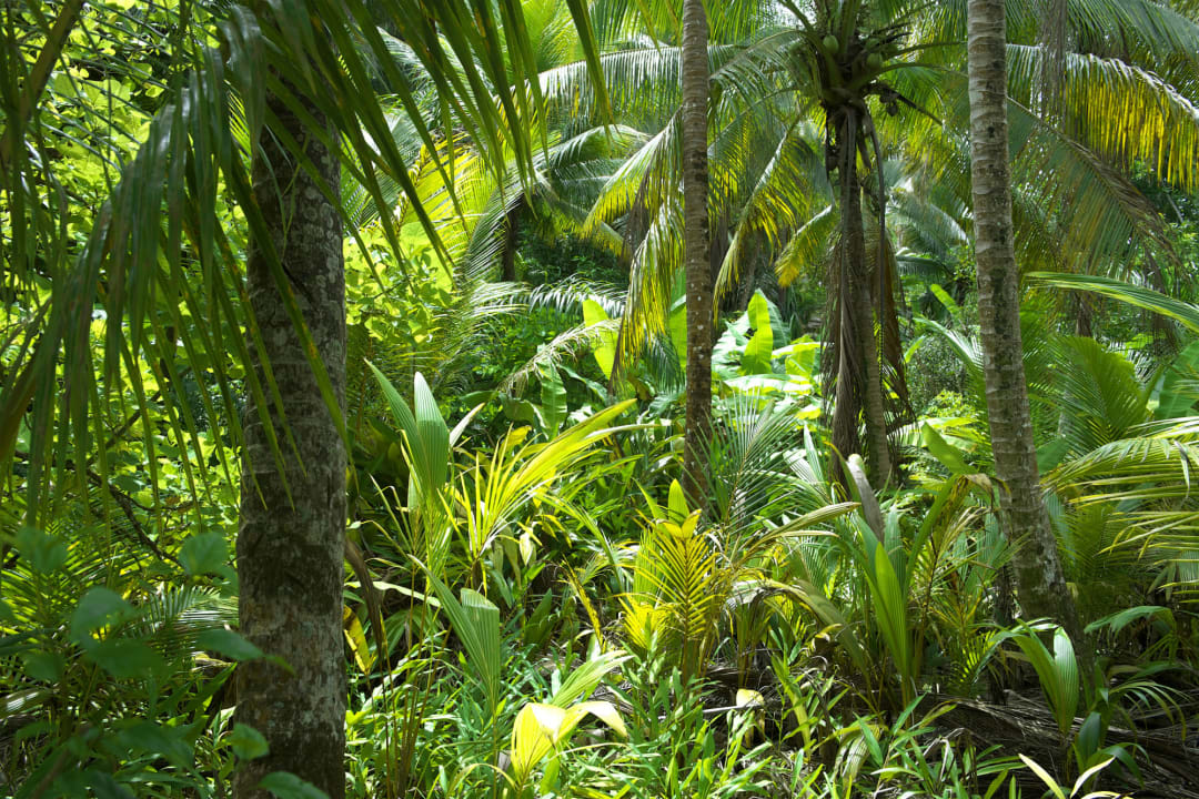Brazilian Jungle Wallpaper Mural