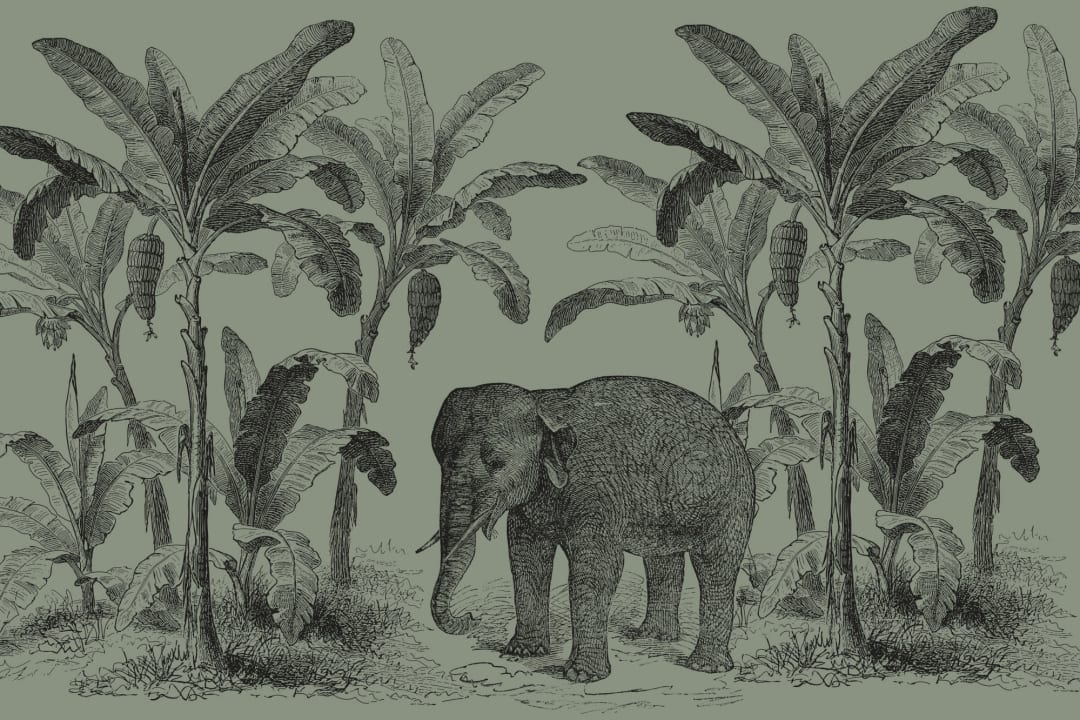 Green Vintage Elephant Mural