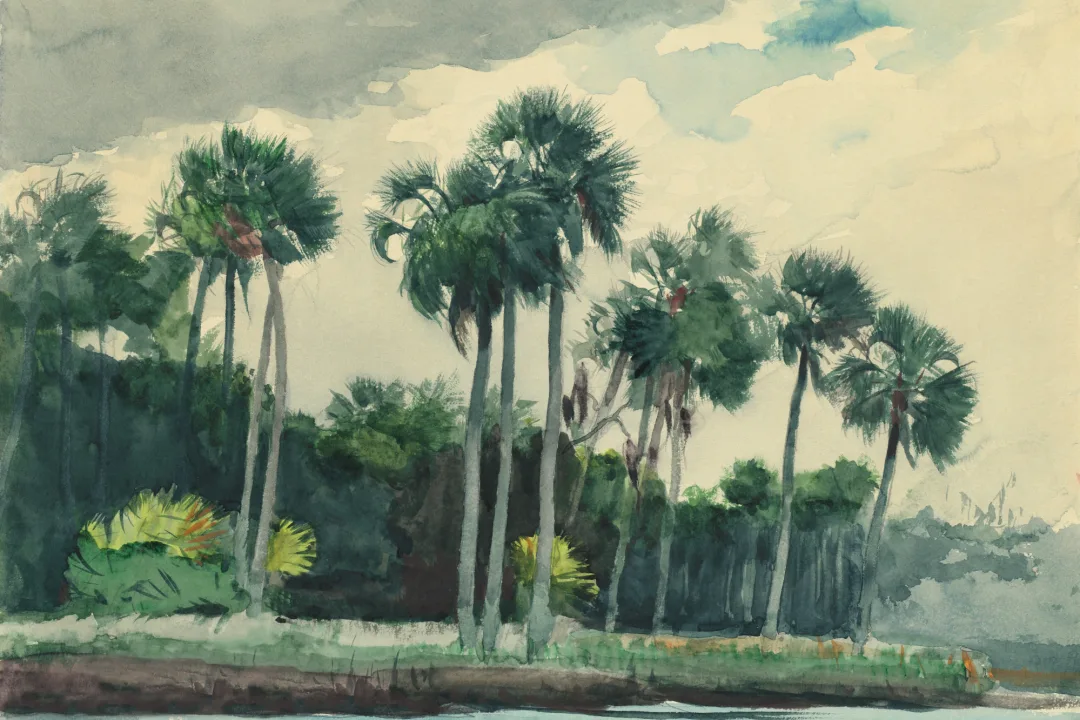 Chusan Classic Watercolor Palm Wall Mural by Winslow Homer