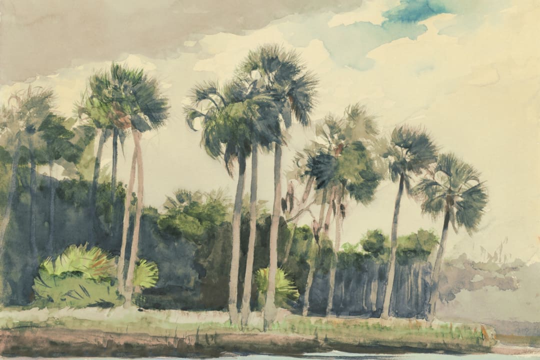 Chusan Pastell akvarell palme fototapet av Winslow Homer