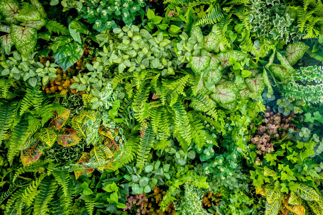 Plant Wall Leaf Wallpaper Mural